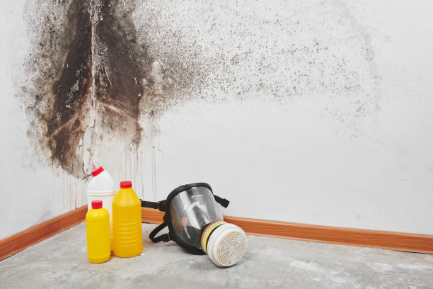 Crawl Space Mold Removal in Cottondale, AL