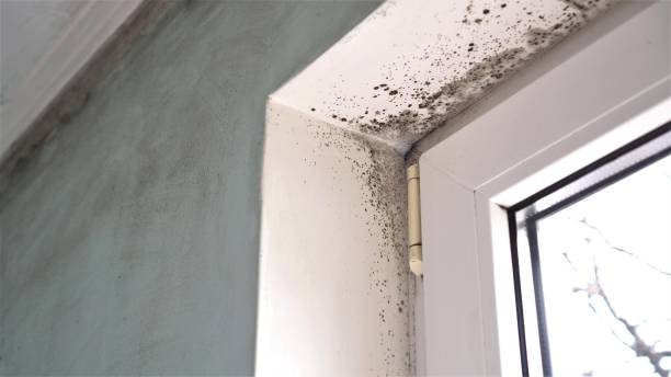 Best Mold Removal Specialists  in Cottonde, AL