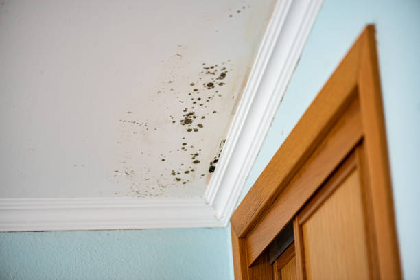 Best Toxic Mold Removal  in Cottonde, AL