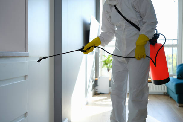 Best Certified Mold Removal  in Cottonde, AL