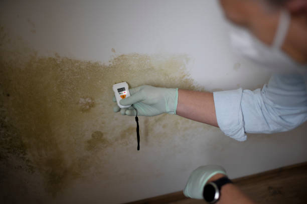 Best Best Mold Removal Companies  in Cottonde, AL