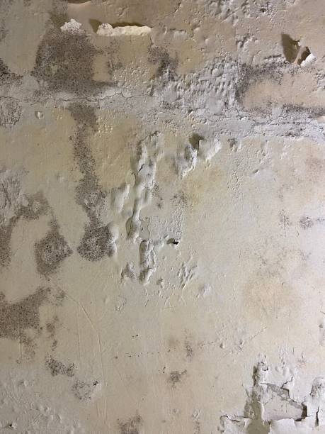 Best Emergency Mold Removal  in Cottonde, AL