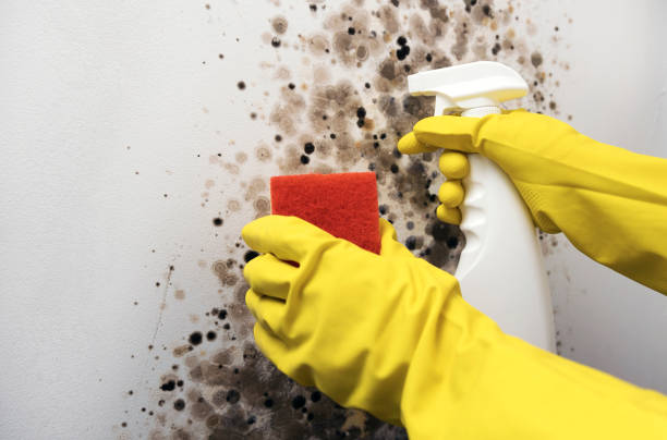 Best Fast Mold Removal  in Cottonde, AL