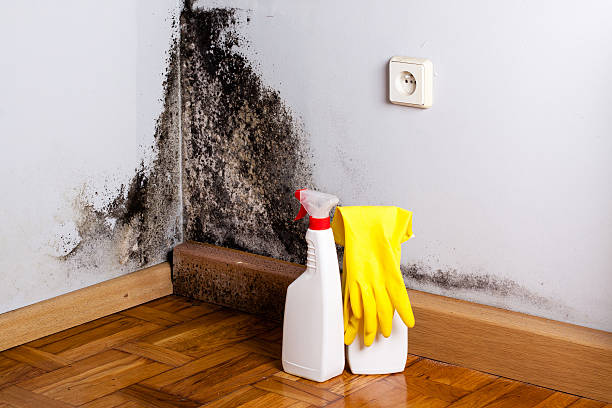 Best Office Mold Removal Services  in Cottonde, AL