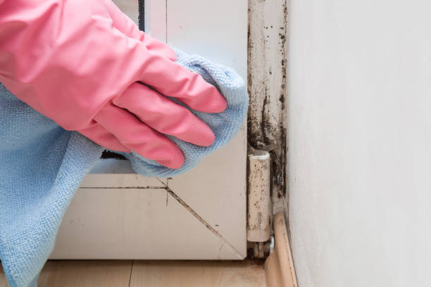 Certified Mold Removal in Cottondale, AL